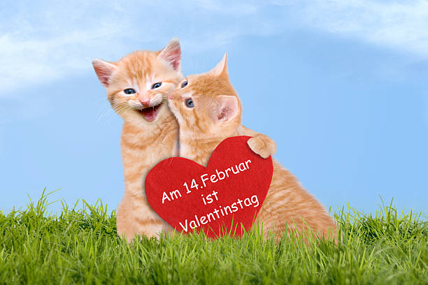 istock Two enamored cats with red heart 532814251