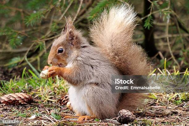 Red Squirrel Stock Photo - Download Image Now - 2015, Animal Wildlife, Cairngorm Mountains