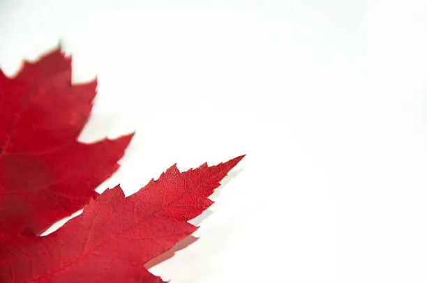 Photo of close up red maple leaf