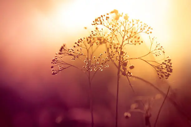 Photo of Silhouette of dry wildflower in meadow during sunrise