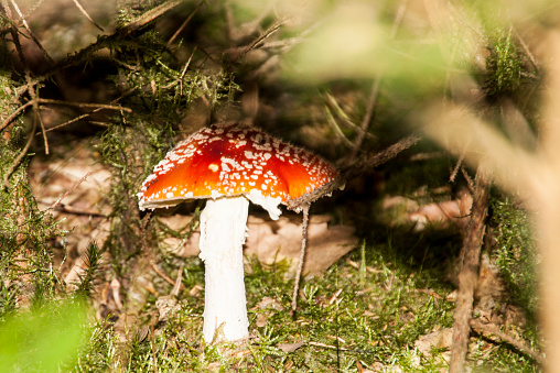 Fly agaric in nature and trees with green moss and woods in the sunshine, in a clearing, photographed in Germany with DSLR