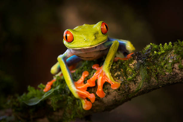 Beautiful red-eyed tree frog from Costa Rica Beautiful red-eyed tree frog (Agalychnis callidryas)  from Costa Rica. red amphibian frog animals in the wild stock pictures, royalty-free photos & images