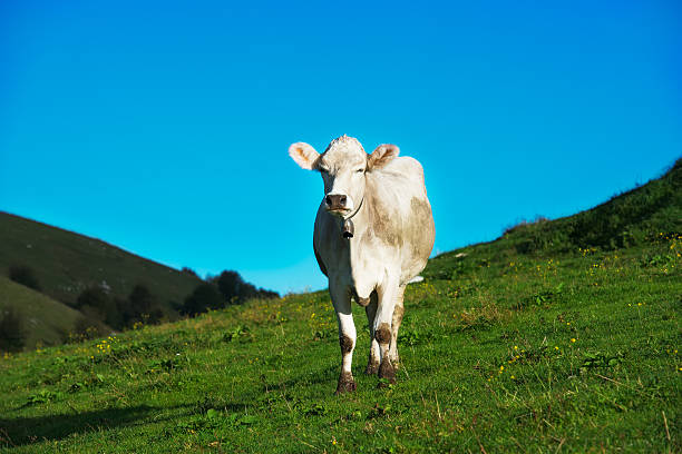 istock Cow on green grass pasture 532817145