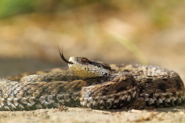 istock beautiful venomous european snake 532817625