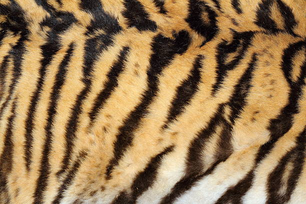 istock beauty of real tiger fur 532817629