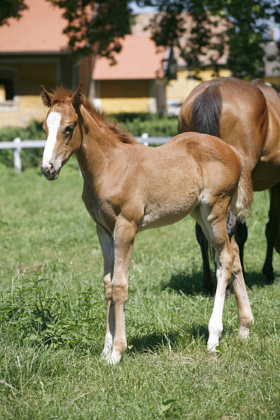 istock Thoroughbred little foal grazing in pasture summertime 532832445
