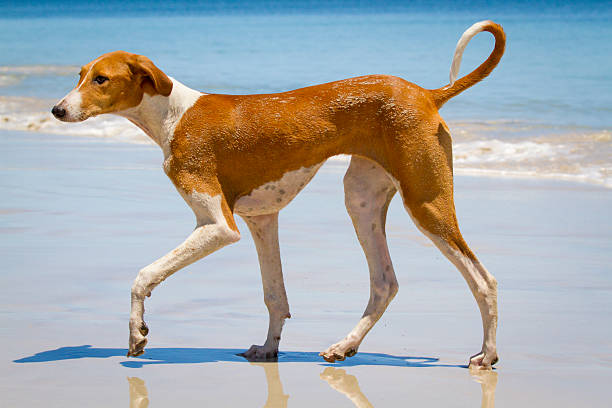 azawakh cachorrinho - sight hound imagens e fotografias de stock