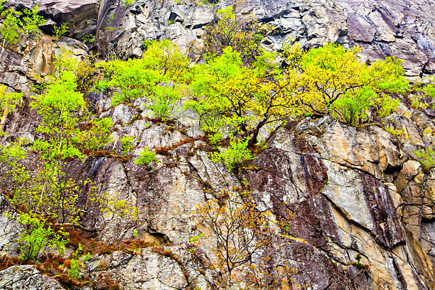 Norwegian landscape: the high cliffs and trees