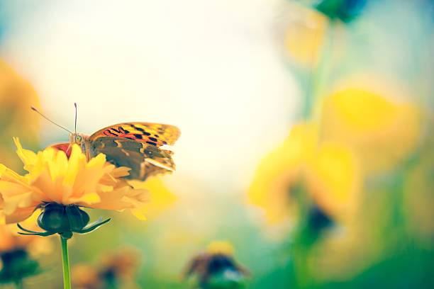 istock Butterfly on daisy flower, close-up 532833193