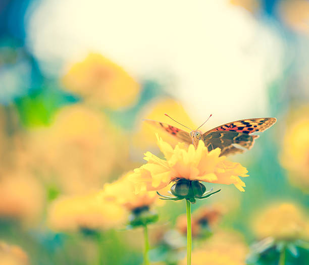 istock Butterfly on daisy flower, close-up 532833387