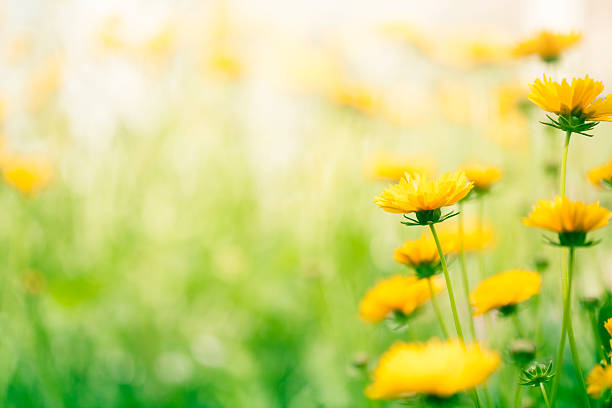 fleurs de printemps dans la prairie - beauty in nature flower head flower spring photos et images de collection