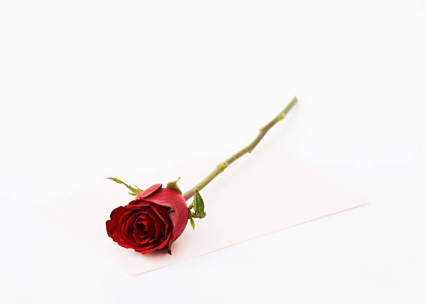 Red Rose on pink card valentine background stock photo