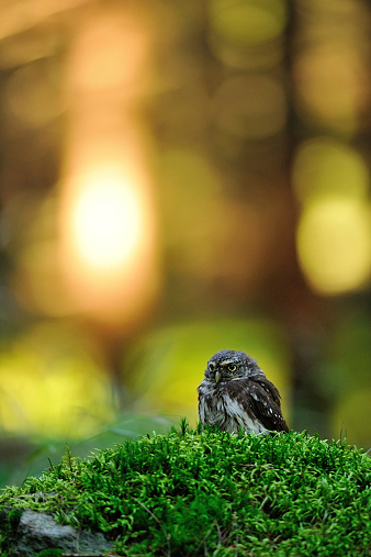 Eurasian pygmy owl standing on the green moss in forest