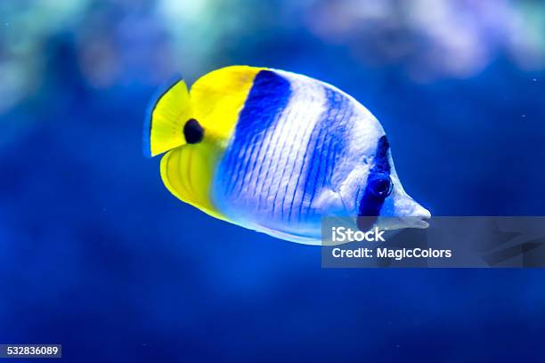 Fish Stock Photo - Download Image Now - 2015, Adventure, Anemonefish