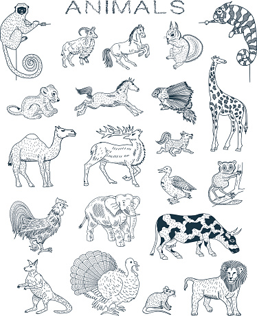 Vector animals doodles. Illustration Animals and Pets. All objects in groups and easy to edit.