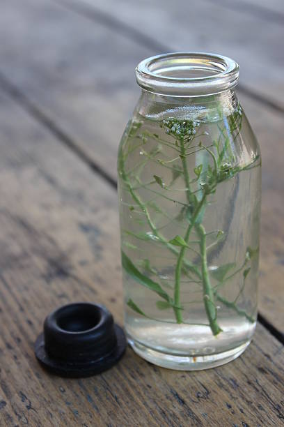 istock Sprig plant in a glass bottle. 532849642