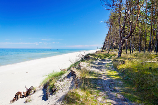 Summer scene with path in the forest at the seashore, Łeba,  Baltic Sea, Poland