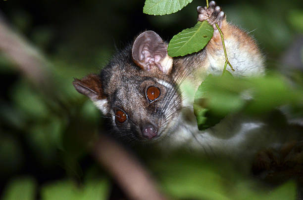 australiano oposum de cola de anillo - opossum australia marsupial tree fotografías e imágenes de stock