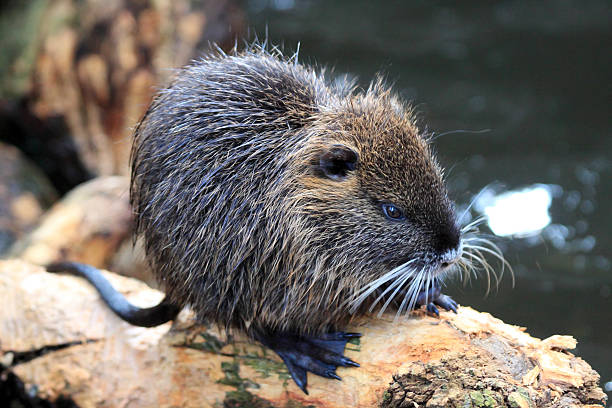 istock Coypu or marsh beaver beaver-like rodents 532850374