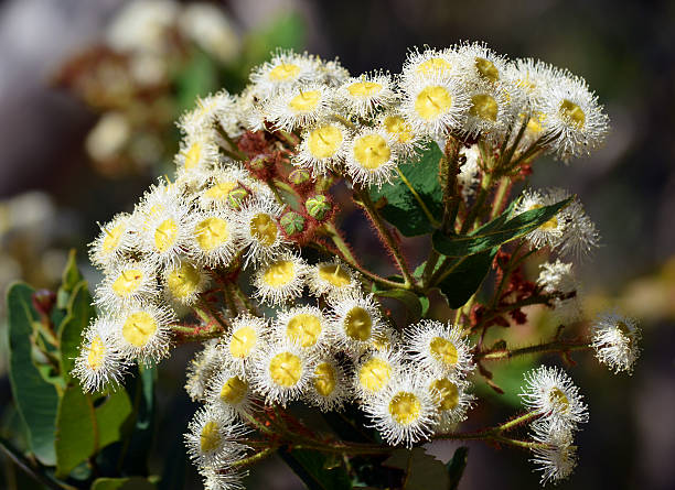 istock White blossoms of a flowering gumtree 532850608