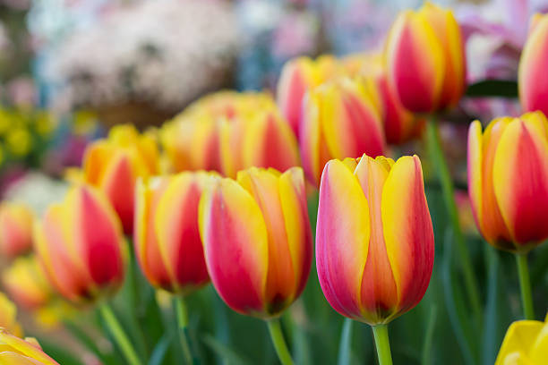 istock Two tone colorful tulip 532850645