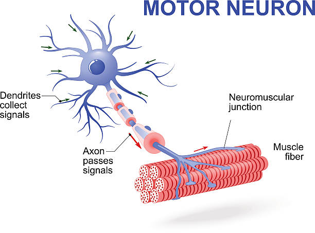ilustrações, clipart, desenhos animados e ícones de neurônio motor.  diagrama de vetor - esquema de neurónios