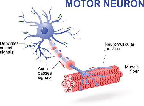 structure of motor neuron. Vector diagram. Include dendrites, cell body with nucleus, axon, myelin sheath, nodes of Ranvier and motor end plates. The impulses are transmitted through the motor neuron in one direction