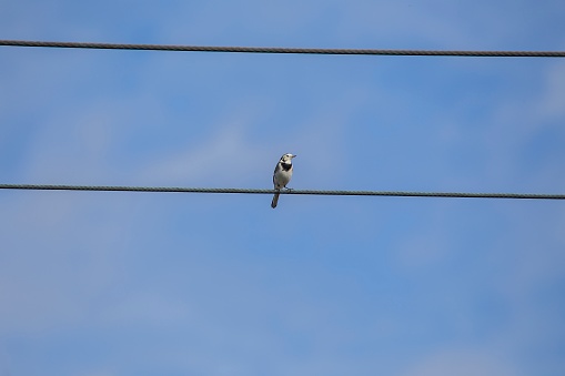 Pied Wagtail (Motacilla alba) spotted in Dublin, Ireland