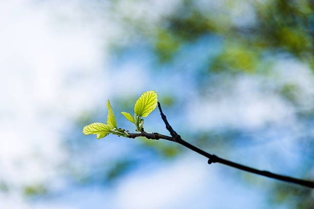 istock Close up view of new spring leaves 532850938