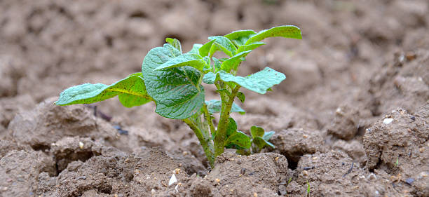 istock green potato plant on a field 532851218