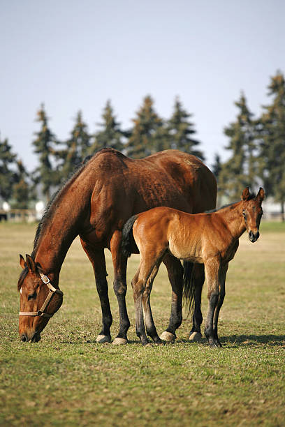 Little colt following mother