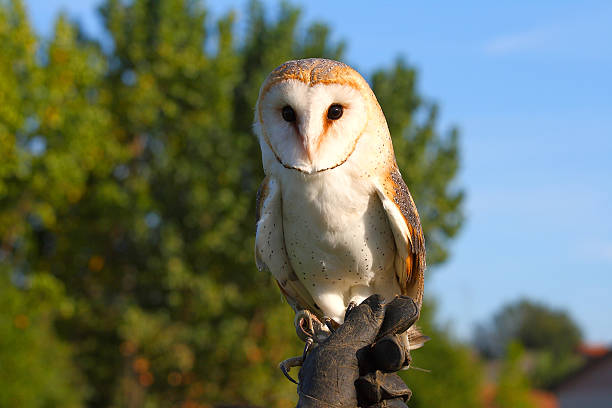 portret z płomykówka - owl endangered species barn night zdjęcia i obrazy z banku zdjęć