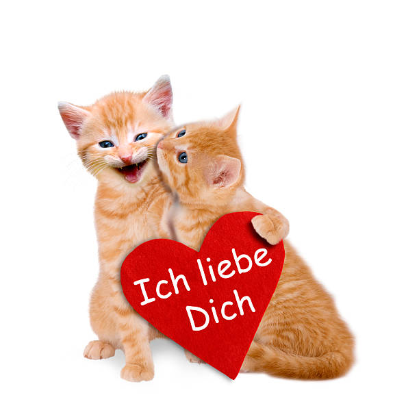 istock Two enamored cats with red heart on valentine 532851525