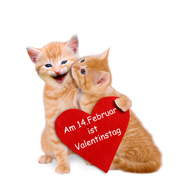 istock Two enamored cats with red heart on valentine 532851529