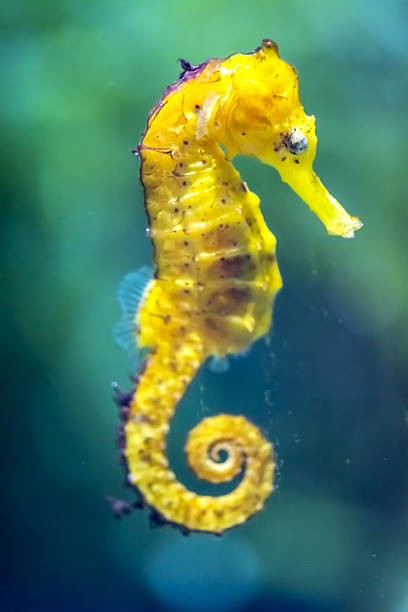 l'hippocampe - vitality sea aquatic atoll photos et images de collection
