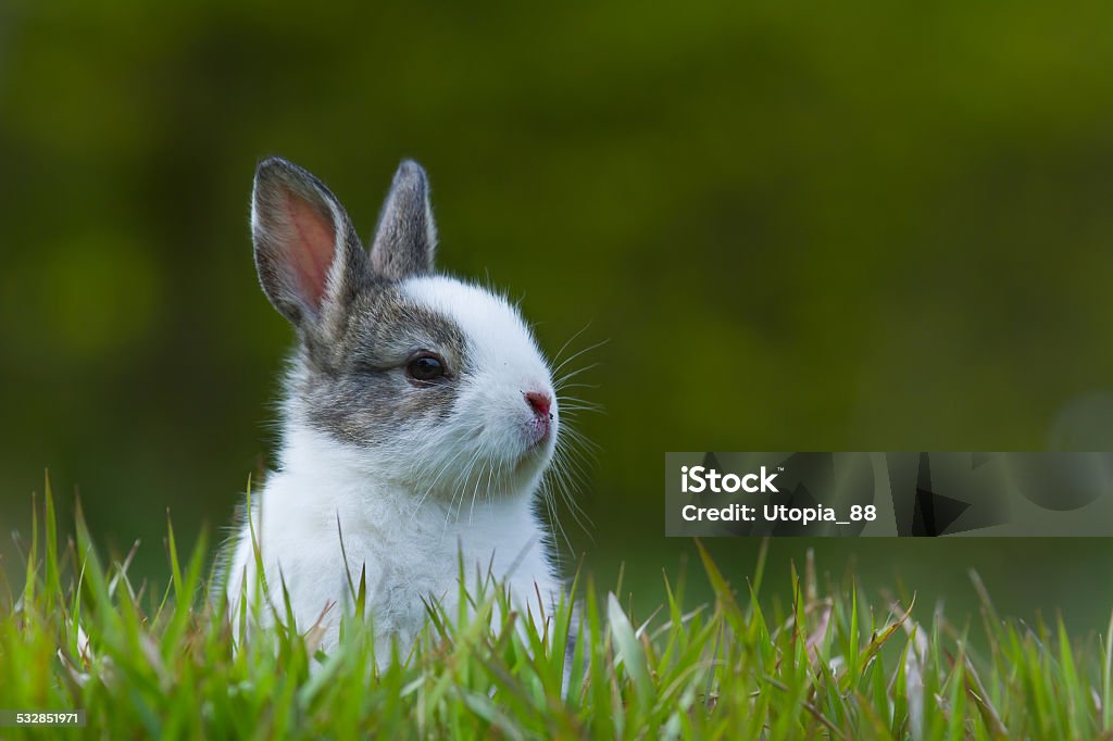 Baby rabbit in grass Bardia, Nepal Rabbit - Animal Stock Photo