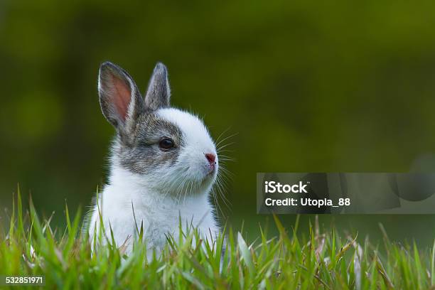 Baby Rabbit In Grass Stock Photo - Download Image Now - Rabbit - Animal, Baby Rabbit, Cute