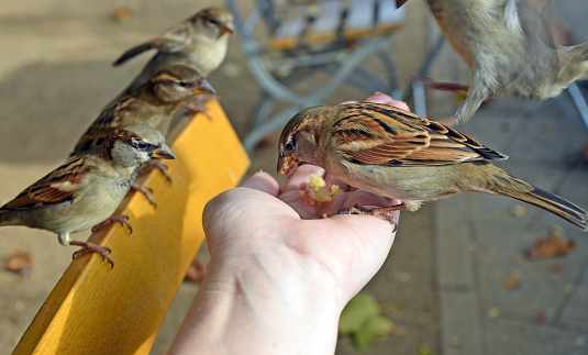 Sparrow eating crumpbs from the palm of my hand while others look on.