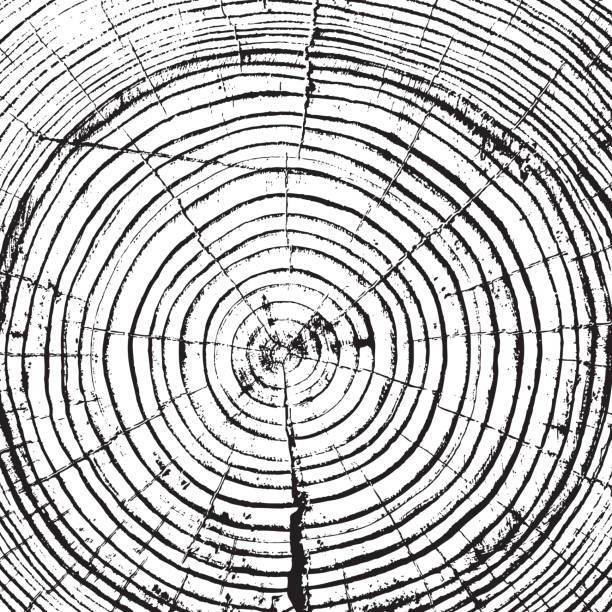 Tree rings saw cut tree trunk vector art illustration