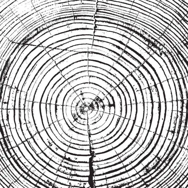 Vector illustration of Tree rings saw cut tree trunk