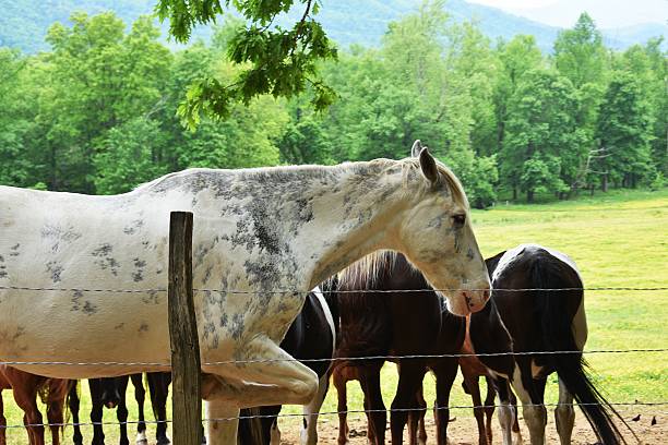 istock Horses by the Fence 532854152