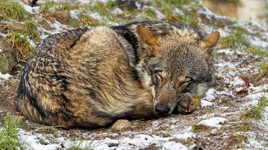 Cute looking curled up Sleeping wolf female Scandinavian gray wolf in winter coat n a snowy forest