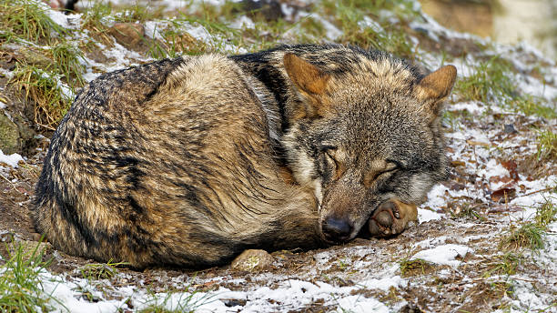 Cute looking curled up Sleeping wolf female Scandinavian gray wolf stock photo