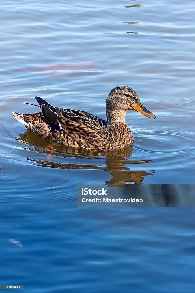 Wild duck swim in the lake Wild duck swim in the lake. Beautiful birds on the water. Animal Stock Photo