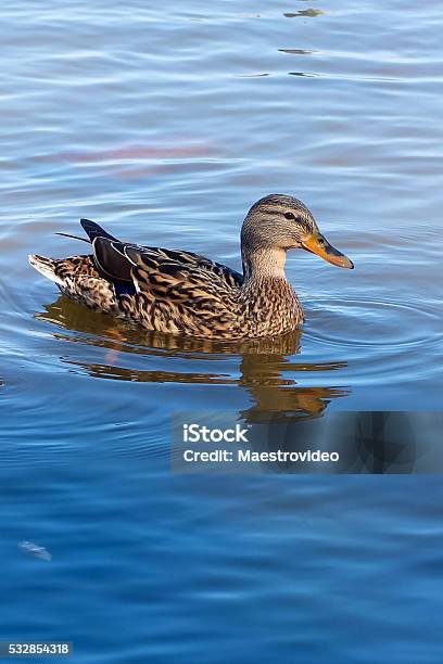 Wild Duck Swim In The Lake Stock Photo - Download Image Now - Animal, Animal Wildlife, Beak