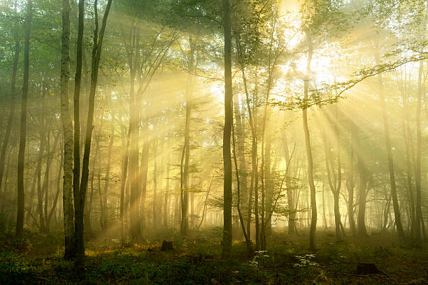 istock Sunbeams breaking through Foggy Forest at Sunrise 532855329