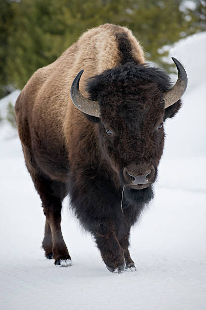 Bisons de Yellowstone dans la neige - Photo