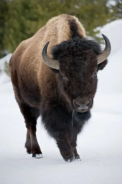 Portrait of a large male bison in prime condition walking down a road in Yellowstone Park in wniter