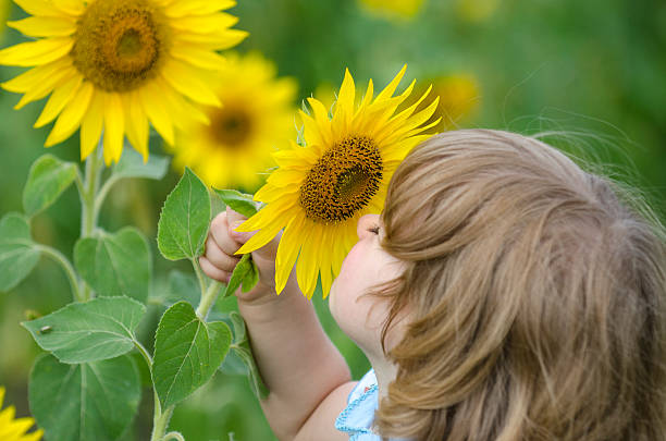 istock Little girl in a sunflower field 532855829