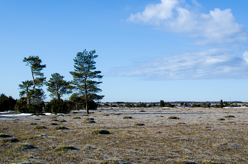 A group of pine trees at the Great Alvar Plain on the island Oland in Sweden